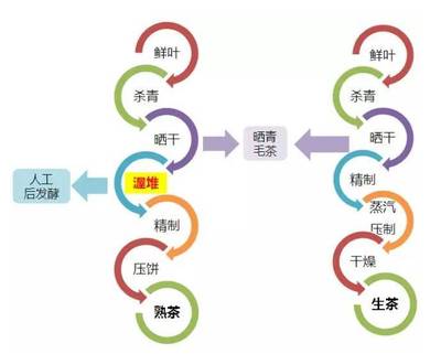 普洱茶入门指南 从定义到品饮，一文读懂普洱茶的基础知识