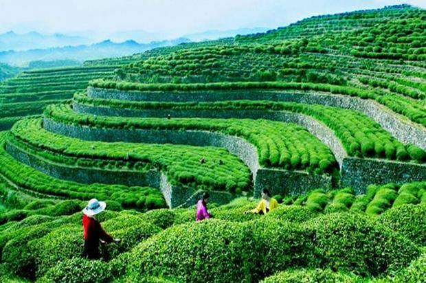 茶香氤氲，文旅共融——中国英山茶文化旅游节侧记